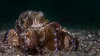 Stanú sa hlavonožce vládcami morí?