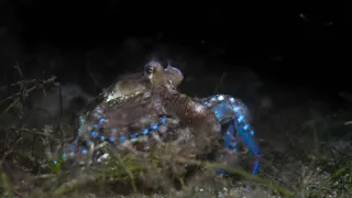 Stanú sa hlavonožce vládcami morí?