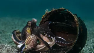 Stanú sa hlavonožce vládcami morí?