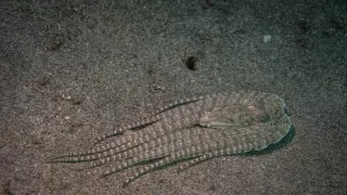 Stanú sa hlavonožce vládcami morí?