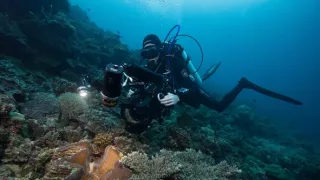 Stanú sa hlavonožce vládcami morí?