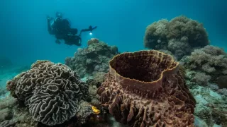 Stanú sa hlavonožce vládcami morí?