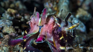 Stanú sa hlavonožce vládcami morí?