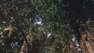 Zázračná planéta: Zelená planéta (5/5)