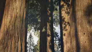 Zázračná planéta: Zelená planéta (5/5)