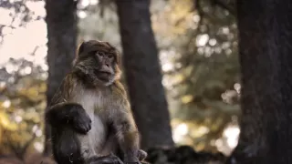 Zázračná planeta: Dynastie II (6/6)
