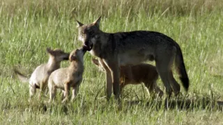 Delta Odry - divočina bez hraníc
