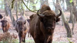 Delta Odry - divočina bez hraníc