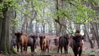 Delta Odry - divočina bez hraníc