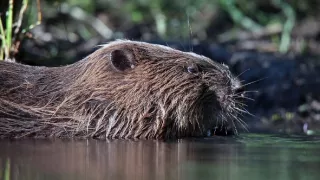 Delta Odry - divočina bez hraníc