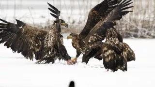 Delta Odry - divočina bez hraníc