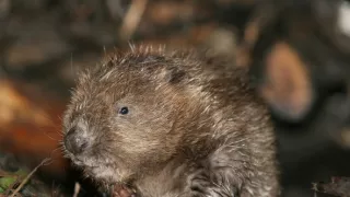 Delta Odry - divočina bez hraníc