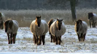 Delta Odry - divočina bez hraníc
