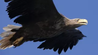 Delta Odry - divočina bez hraníc