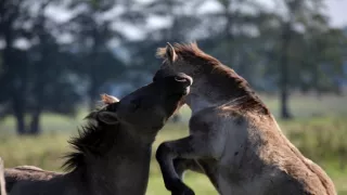 Delta Odry - divočina bez hraníc