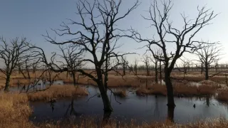 Delta Odry - divočina bez hraníc