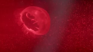 Planéta Zem - živý organizmus (2/2)