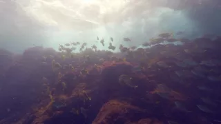 Planéta Zem - živý organizmus (2/2)