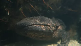 Kráľovstvo divočiny: Veľmlok japonský, Japonsko