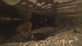 Kráľovstvo divočiny: Veľmlok japonský, Japonsko