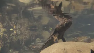 Kráľovstvo divočiny: Veľmlok japonský, Japonsko