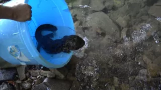 Kráľovstvo divočiny: Veľmlok japonský, Japonsko