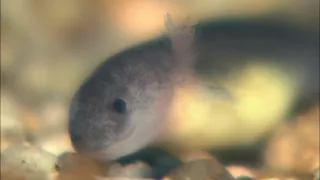 Kráľovstvo divočiny: Veľmlok japonský, Japonsko