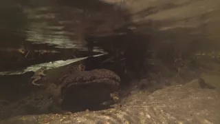 Kráľovstvo divočiny: Veľmlok japonský, Japonsko