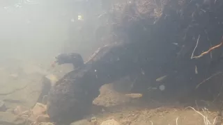 Kráľovstvo divočiny: Veľmlok japonský, Japonsko