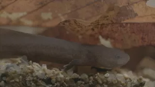 Kráľovstvo divočiny: Veľmlok japonský, Japonsko