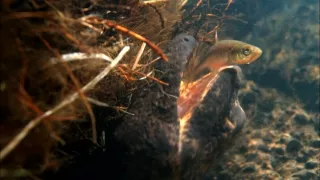 Kráľovstvo divočiny: Veľmlok japonský, Japonsko