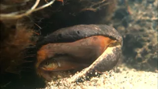 Kráľovstvo divočiny: Veľmlok japonský, Japonsko