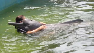 Království divočiny: Delfínovec amazonský, Amazonie