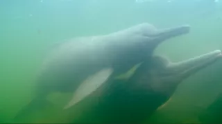 Království divočiny: Delfínovec amazonský, Amazonie