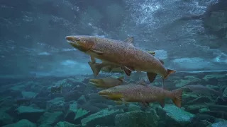 Rybí království (2)