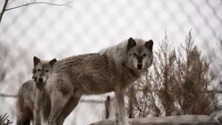 Veterináři z Arktidy (10)