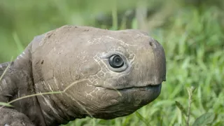 Zázračná planeta: Špioni v přírodě (3/4)