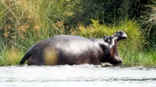 Moremi, království hrochů