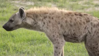 Moremi, království hrochů