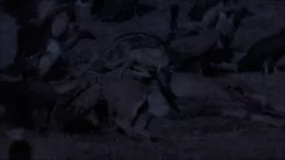 Moremi, království hrochů