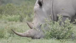 Moremi, království hrochů