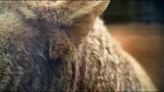 Moremi, království hrochů