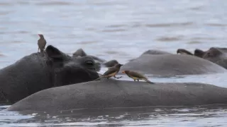 Moremi, království hrochů