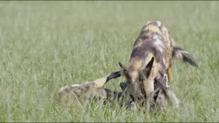 Moremi, království hrochů