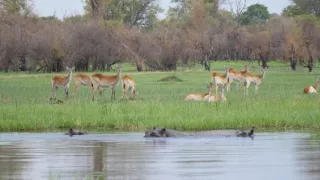 Moremi, království hrochů
