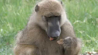 Moremi, království hrochů