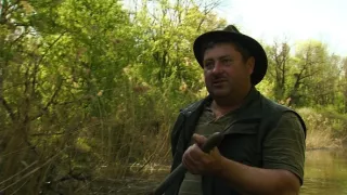 Tajomné stromy na Pohansku