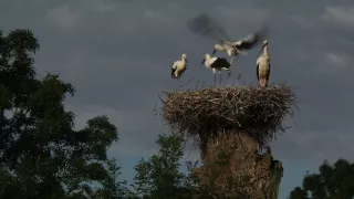 Tajomné stromy na Pohansku