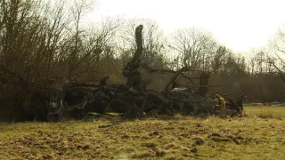 Tajomné stromy na Pohansku