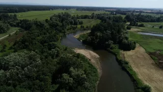 Tajomné stromy na Pohansku